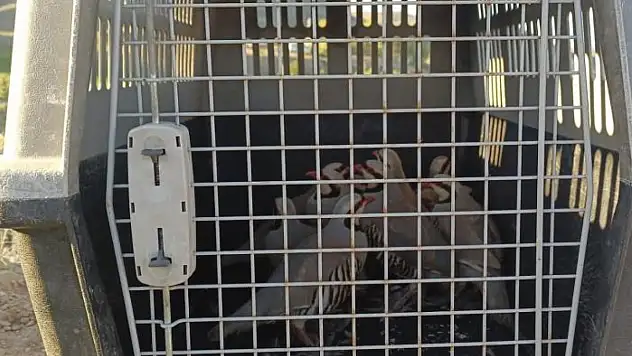 Yol kontrolünde 11 canlı keklik ele geçirildi