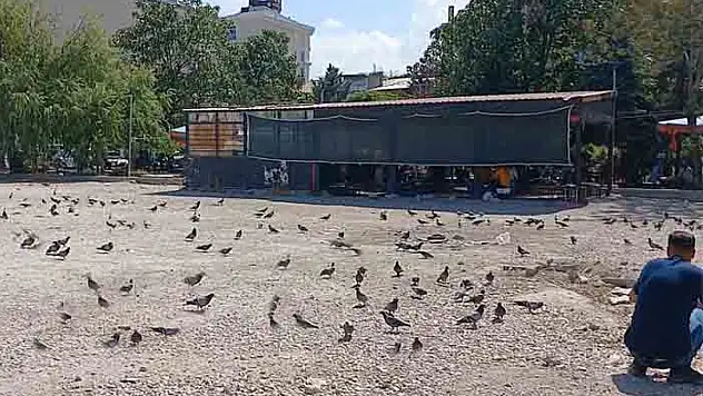 Güvercinler Ahmed-i Hani Parkı'nı mesken tuttu