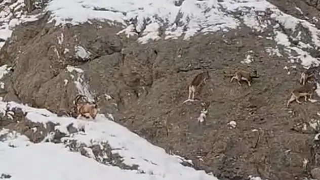 Güzeldere'nin karla kaplı yamaçlarda dağ keçileri görüntülendi