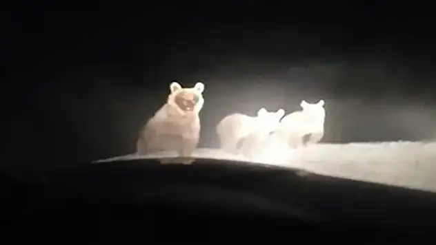 Hakkâri'de ayı ailesi görüntülendi