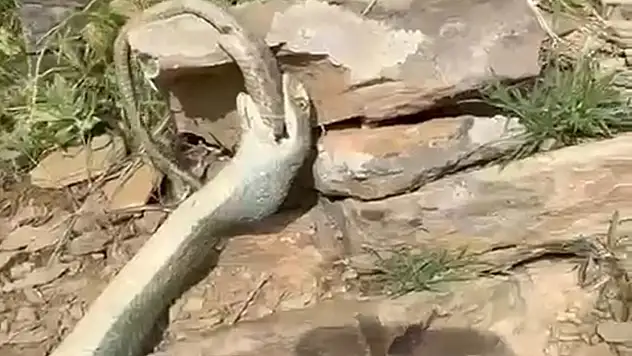 Hakkari'de bir yılan başka bir yılanı yerken görüntülendi