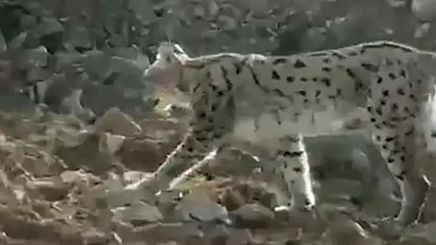Hakkari'de vaşak görüntülendi