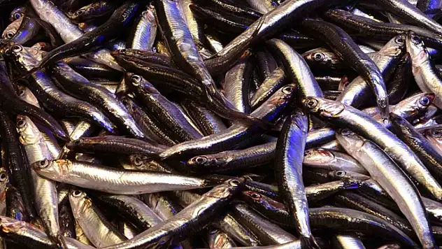 Hamsinin ihracatına boy engeli