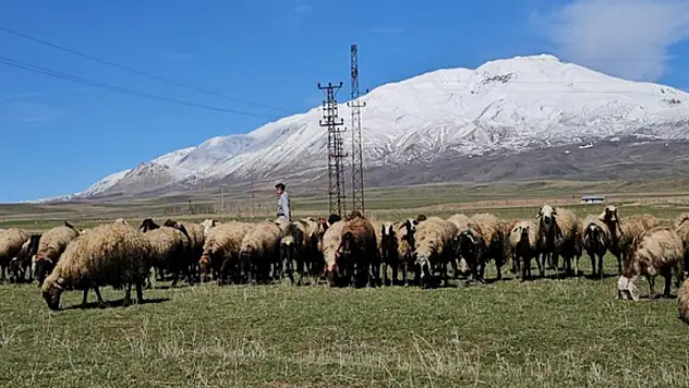 Havanın ısınmasıyla hayvan sahipleri rahat nefes aldı