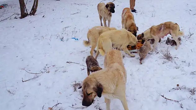Hayvanseverlerden duyarlılık çağrısı: Doğaya yem bırakın