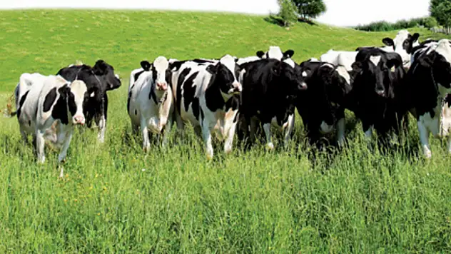 Haziran ayında büyükbaş hayvan sayısı 17 milyon 189 bin oldu