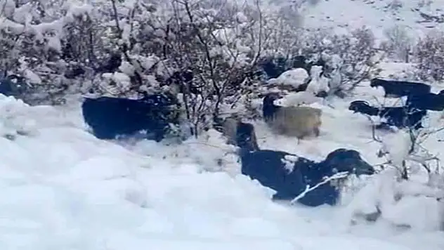 Hizan'da kar yağışı, sürüyü hazırlıksız yakaladı