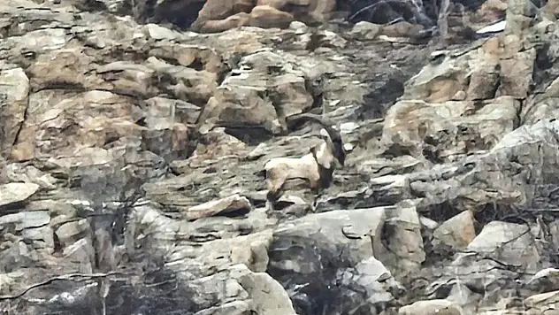 Hizan'da nadir görülen dağ keçileri görüntülendi