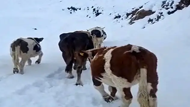 Hizan'da yayladaki hayvanlar kara hazırlıksız yakalandı