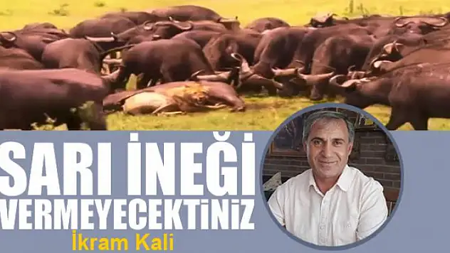 Sarı ineği vermeyecektiniz