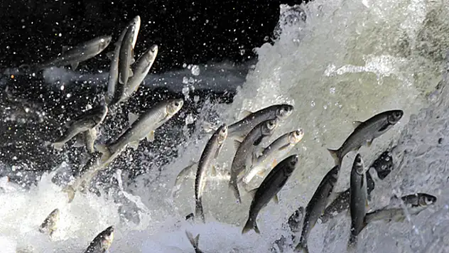 İnci kefali için 3 aylık av yasağı başladı