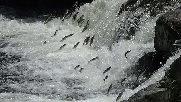 İnci kefalinin muhteşem göçü devam ediyor