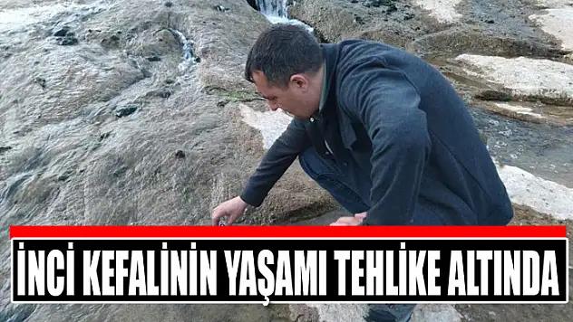 İnci kefalinin yaşamı tehlike altında