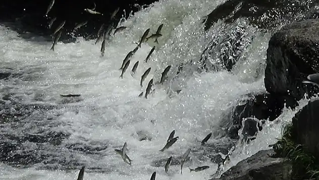 İnci kefalinin yolculuğu devam ediyor