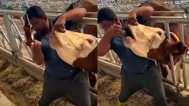 İneğe içki şişesinde sıvı veren şahıs yakalandı