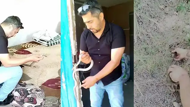 İnsanlar korkularından konteynere giremezken o elleriyle 1 metrelik yılanı yakaladı
