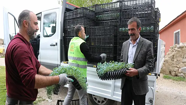 İpekyolu Belediyesi'nden sebze fidesi desteği