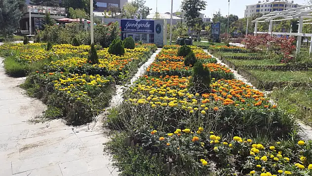 İpekyolu Belediyesi refüjleri çiçeklerle renklendiriyor