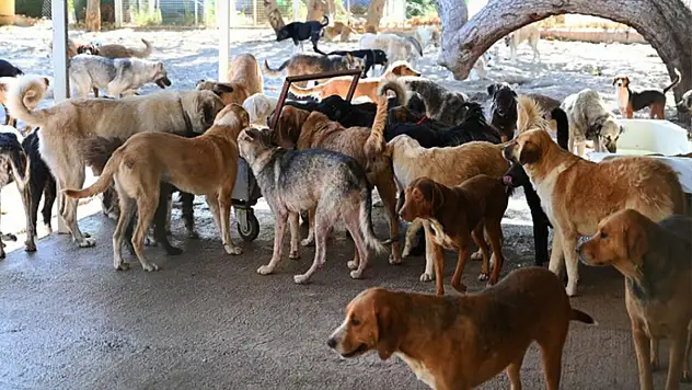 İstanbul Valiliği sahipsiz sokak hayvanlarının toplatılacağını duyurdu