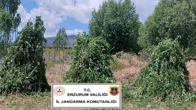 Jandarma'dan kenevir operasyonu