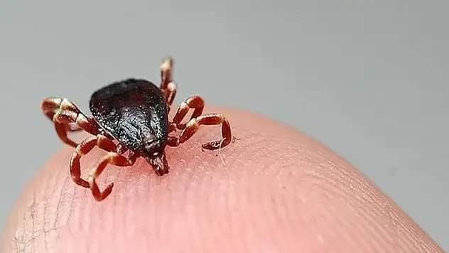 Kâbus sürüyor, keneden ölenlerin sayısı 11'e yükseldi