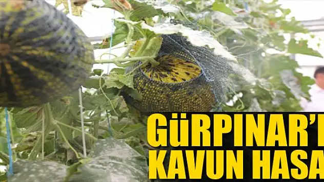 Gürpınar'da kavun hasadı