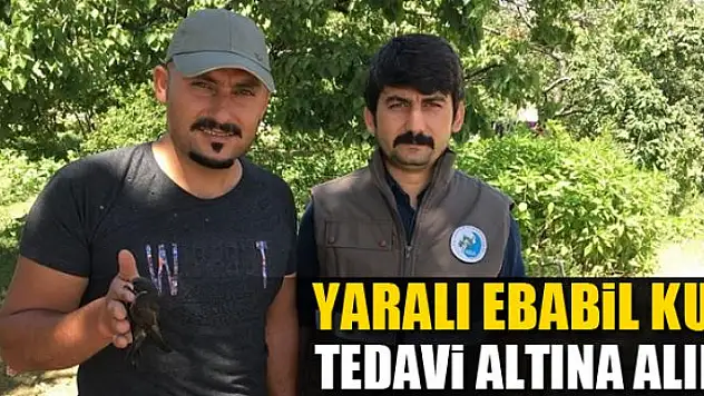 Yaralı Ebabil kuşu tedavi altına alındı