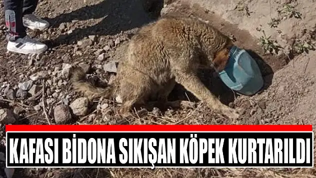 Kafası bidona sıkışan köpek kurtarıldı
