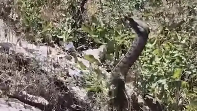 Kamerayla görüntülediği yılanın saldırısına uğradı