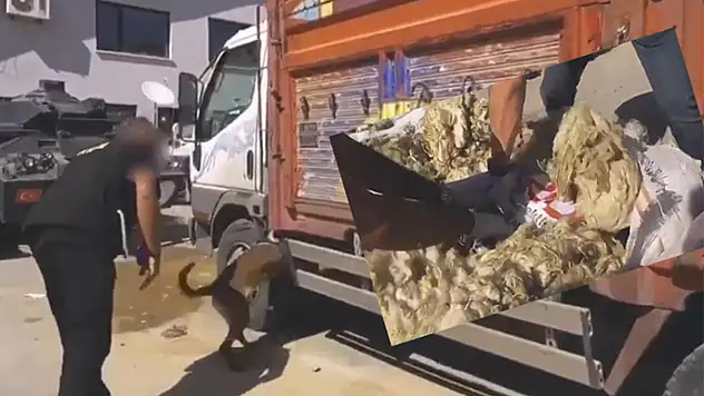 Kamyonette yün çuvallarının içinde uyuşturucu ele geçirildi