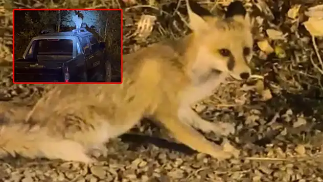 Kapısına geldiği evin sahibi tarafından elle besleniyor