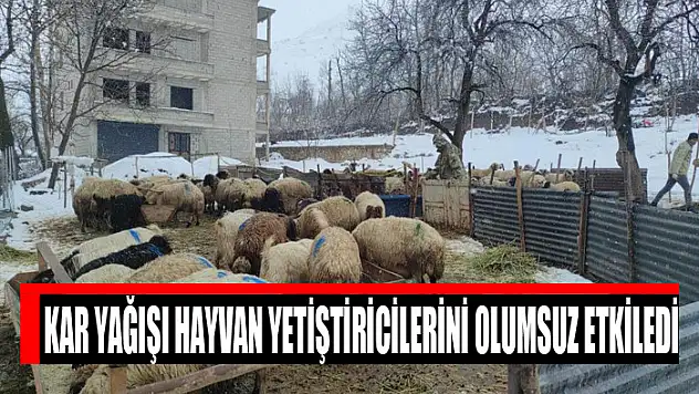 Kar yağışı hayvan yetiştiricilerini olumsuz etkiledi