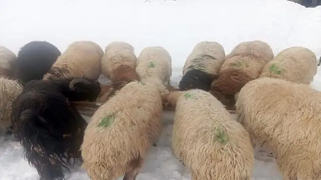 Karla birlikte Türkiye'nin en yüksek köyü Kışkılı'da besiciler zor durumda kaldı