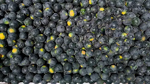 Karpuzun tarlada kilosu 2,5 liraya kadar geriledi