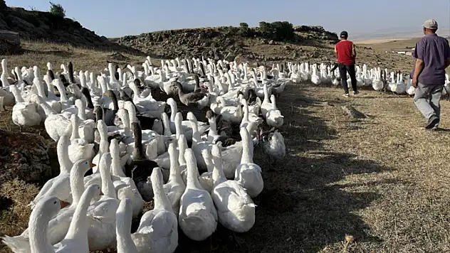Kazlar kış sofraları için besiye alındı