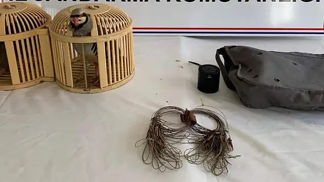 Keklik avlayanlara para cezası