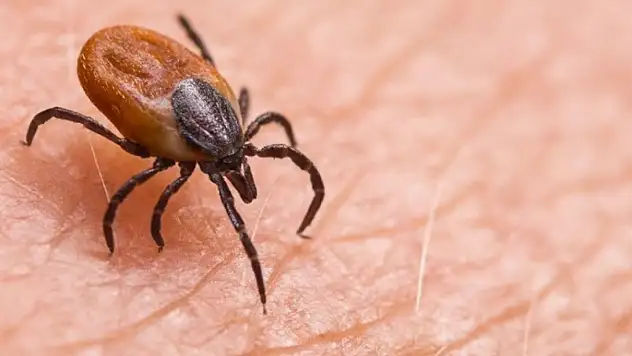 Keneden ölenlerin sayısı 6'ya yükseldi