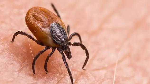 Kenenin yapıştığı yaşlı kadın öldü, kentte ölü sayısı 8'e ulaştı