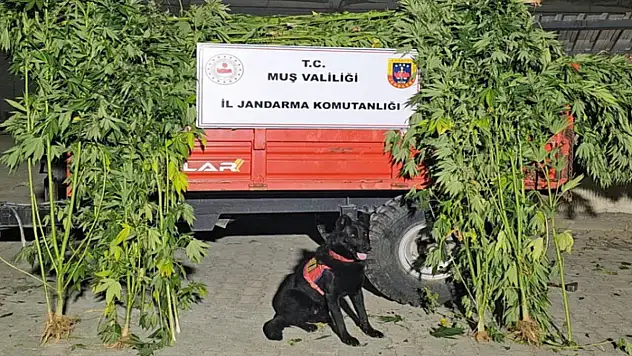 Kenevir operasyonu: 2 gözaltı