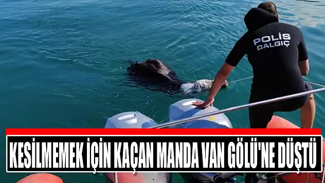Kesilmemek için kaçan manda Van Gölü'ne düştü