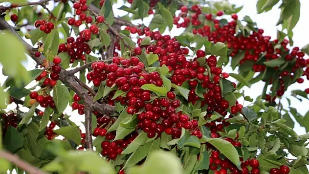 Kiraz ve vişneyi sinekten koruyun!