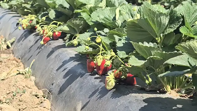 Kırmızı elmas hasadı başladı