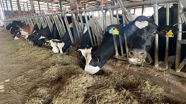 Kırmızı et fiyatlarının ateşi düştü