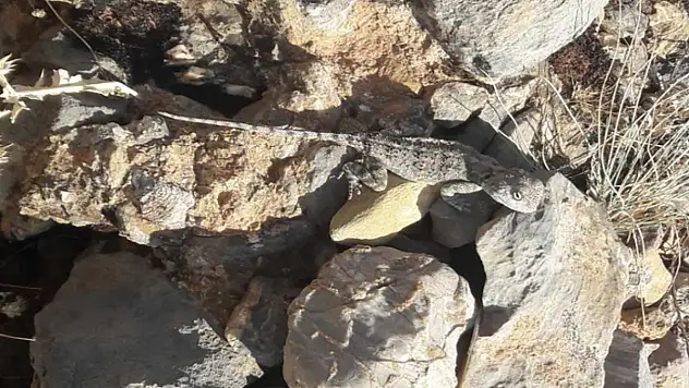 Kırmızı listede bulunan 'Bozkır Keleri' görüldü