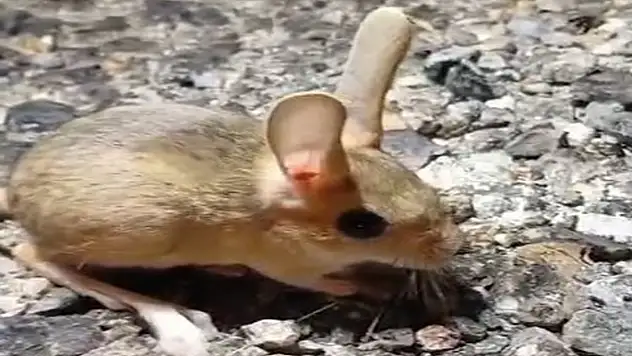 Kırmızı listede yer alıyor, Tunceli'de görüntülendi