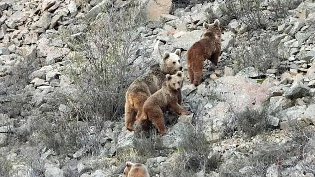 Kış uykusundan uyanan ayı ailesini görüntüledi