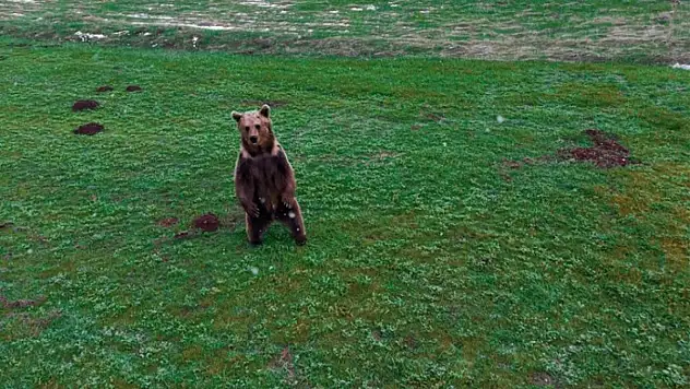 Kış uykusundan uyanan ayı görüntülendi