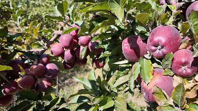 Kışlık elmalar dallardan indirilmeye başlandı