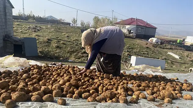 Kışlık patatesler toprağa gömülerek korunuyor