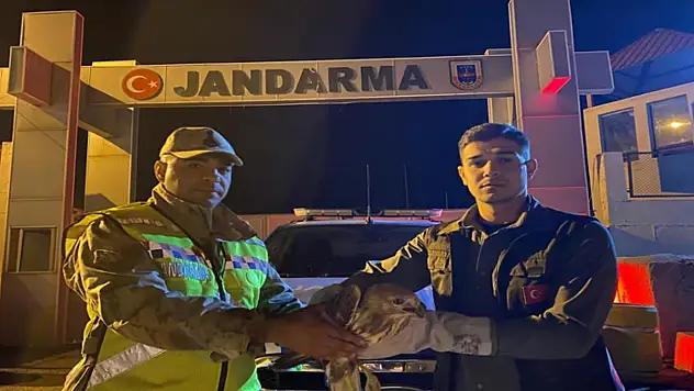 Kızıl şahin emin ellerde